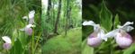 Purdon Conservation Area — Lady Slipper Orchids