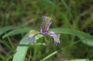 purdon-iris-1